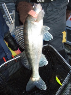 Kuha 1,50 kg