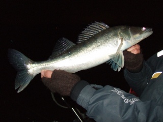 Kuha 1,20 kg