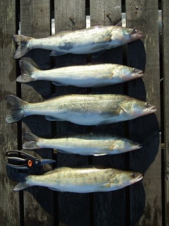 Kuha 2,30 kg