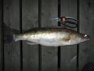 Kuha 2,80 kg