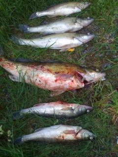 Kuha 1,25 kg