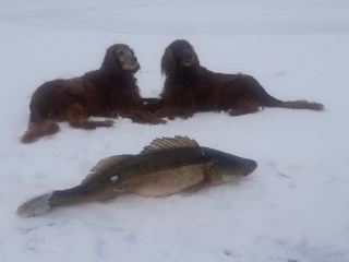 Kuha 14,00 kg