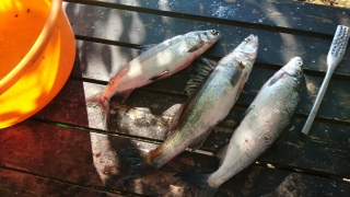Kuha 1,10 kg