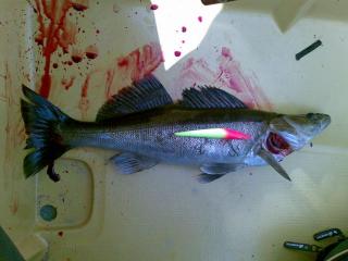 Kuha 1,17 kg