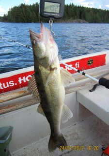 Kuha 1,32 kg