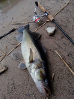 Kuha 1,22 kg
