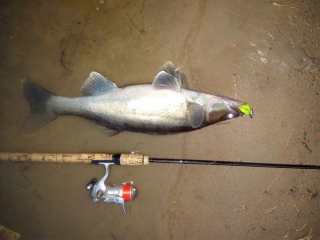 Kuha 1,90 kg