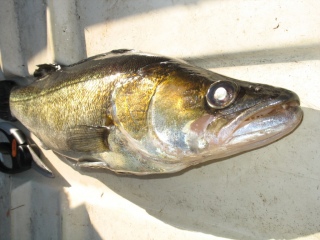 Kuha 1,65 kg