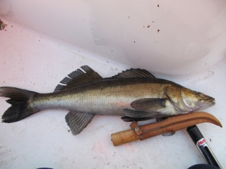 Kuha 1,40 kg