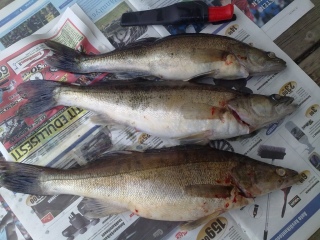 Kuha 1,44 kg