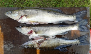 Kuha 735 g