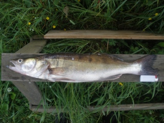 Kuha 1,00 kg
