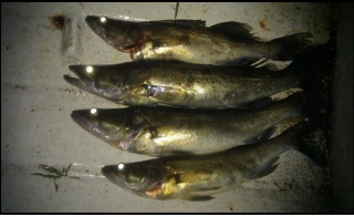 Kuha 3,90 kg