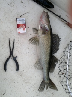 Kuha 1,40 kg