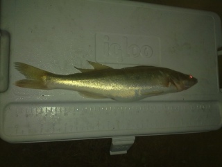 Kuha 690 g