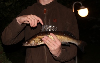 Kuha 1,30 kg