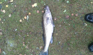 Kuha 2,76 kg