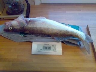 Kuha 1,80 kg