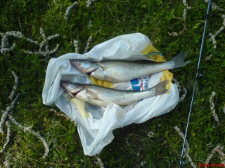 Kuha 1,40 kg