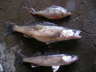 Kuha 2,00 kg