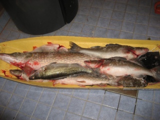 Kuha 2,20 kg