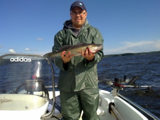 Kuha 1,30 kg