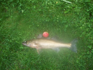 Kuha 1,20 kg