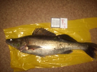 Kuha 1,38 kg