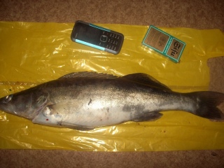 Kuha 1,02 kg