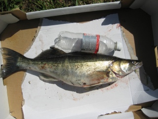 Kuha 1,43 kg