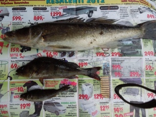 Kuha 1,00 kg