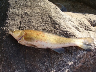 Kuha 3,20 kg