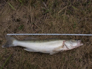 Kuha 560 g
