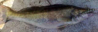 Kuha 4,91 kg