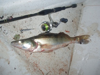 Kuha 1,60 kg