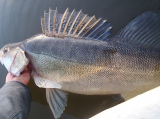 Kuha 7,05 kg