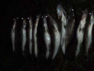 Kuha 8,00 kg