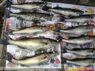 Kuha 8,00 kg