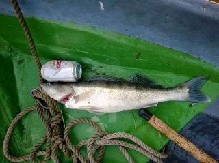Kuha 1,75 kg