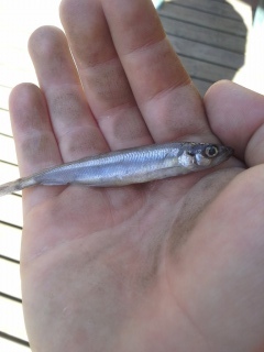 Kuore 10 g