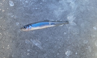 Kuore 6 g