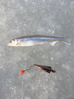 Kuore 40 g