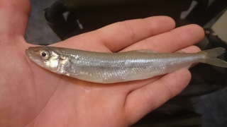 Kuore 21 g