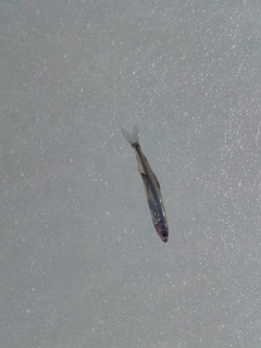 Kuore 10 g
