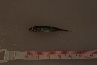 Kymmenpiikki 10 g