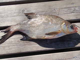 Lahna 350 g