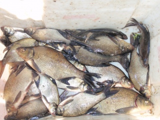 Lahna 4,97 kg