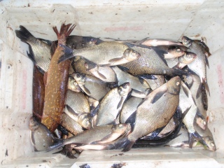 Lahna 6,88 kg