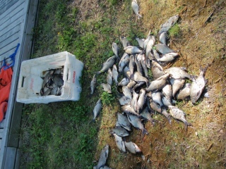 Lahna 20,82 kg