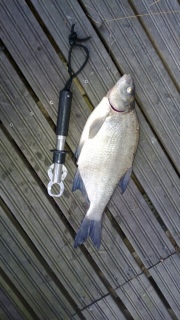 Lahna 1,35 kg